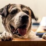 Entry image for Milo Bouressa