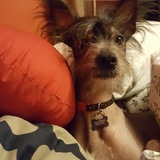 Entry image for Biscotti