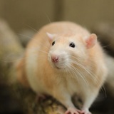 Entry image for Peregrine