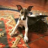 Entry image for Nachito