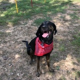 Entry image for Charlie 