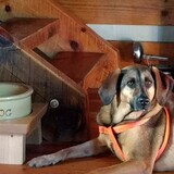 Entry image for Fiona (Princess Fiona)