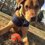 Entry image for Lady