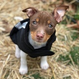 Entry image for Nolya