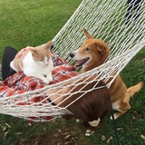 Entry image for Maple