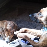 Entry image for Kaya