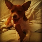 Entry image for Biggie Smalls