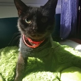 Entry image for Hazel