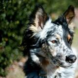 Entry image for Ranger