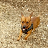 Entry image for Scrappy Doo