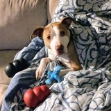 Entry image for Sheldon