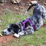 Entry image for Cinder