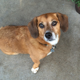 Entry image for Gordie