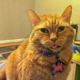 Entry image for Tabitha