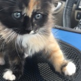 Entry image for CLaRa