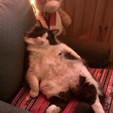 Entry image for Floki