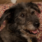 Entry image for Sadie