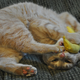 Entry image for Orly