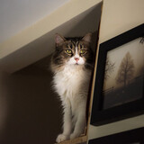 Entry image for Buddy