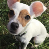 Entry image for Fiona “Fifi”