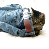 Entry image for Sissy