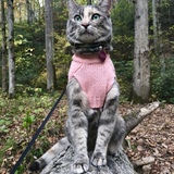 Entry image for Emmylou AdventureCat