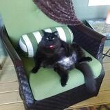 Entry image for Harlo