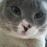 Entry image for Westley