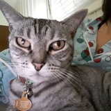 Entry image for Satani