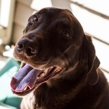 Entry image for Maximus