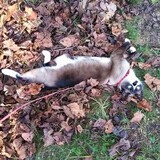 Entry image for Hazelnut