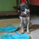 Entry image for Sisa