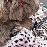 Entry image for Chewbacca 