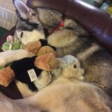 Entry image for Jamba