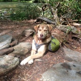 Entry image for Tupelo