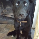 Entry image for Gusto