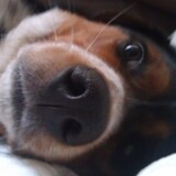 Entry image for Piper