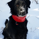 Entry image for Winston