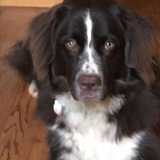 Entry image for Bailey