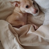 Entry image for Bruno