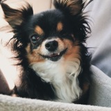 Entry image for Toby