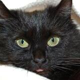 Entry image for Noelle Blitz