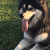 Entry image for Wilhelmina aka Willa