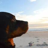 Entry image for Diesel