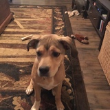 Entry image for Rosy