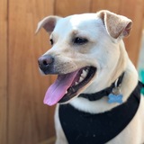 Entry image for Biscuits