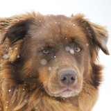 Entry image for Molly