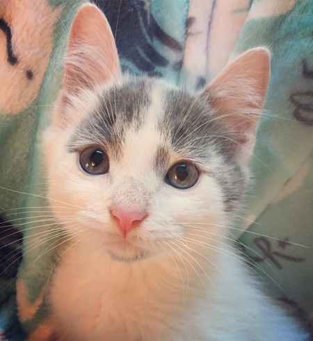 Entry image for Tumbleweed. Clicking this image will show a larger photo