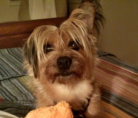 Entry image for CHARLIE. Clicking this image will show a larger photo