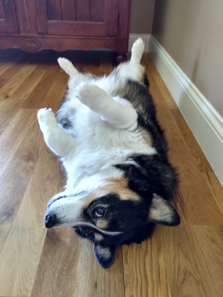 Entry image for Ruby. Clicking this image will show a larger photo